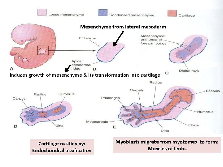 Mesenchyme from lateral mesoderm Induces growth of mesenchyme & its transformation into cartilage Cartilage