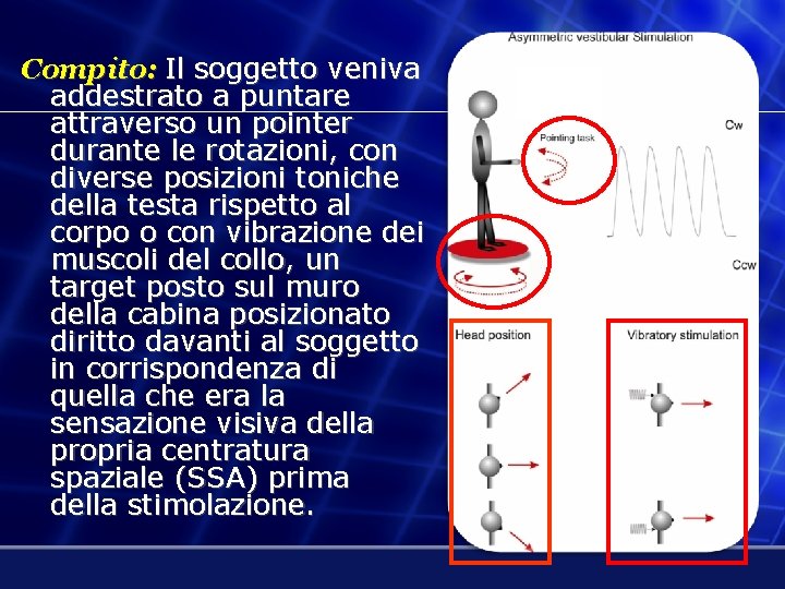 Compito: Il soggetto veniva addestrato a puntare attraverso un pointer durante le rotazioni, con