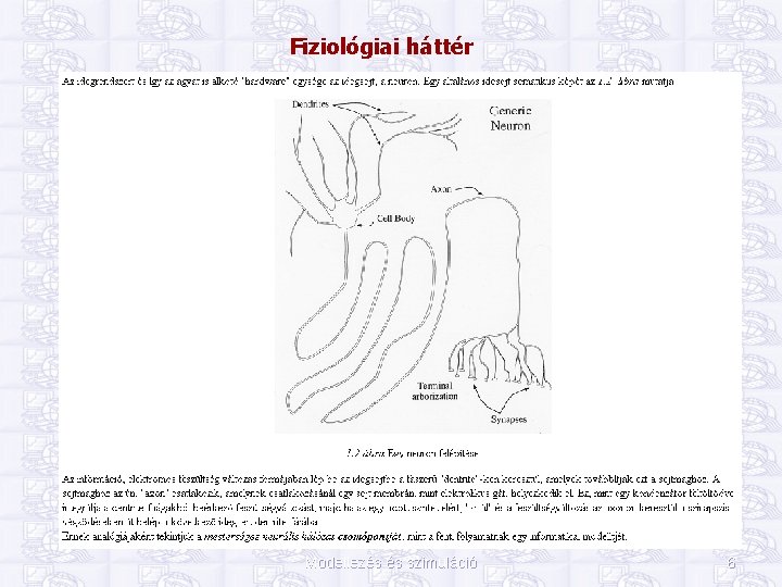 Fiziológiai háttér Modellezés és szimuláció 6 