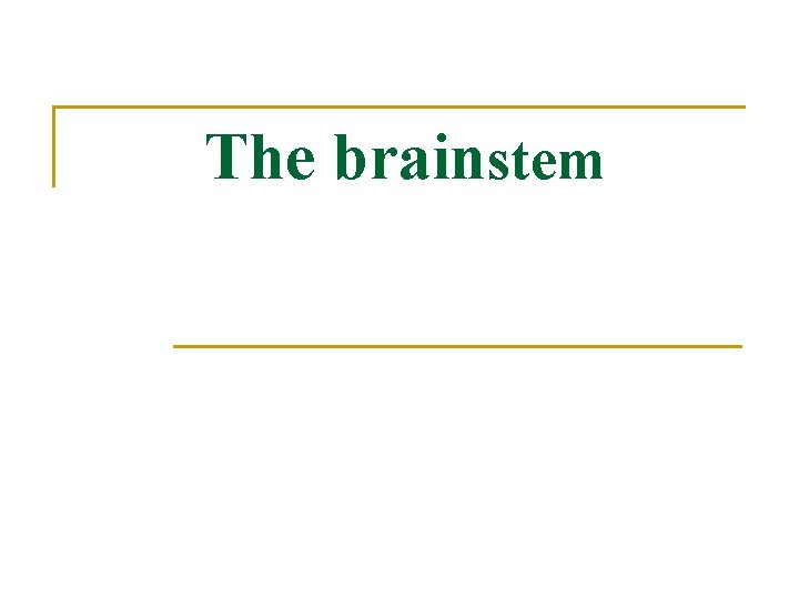 The brainstem 