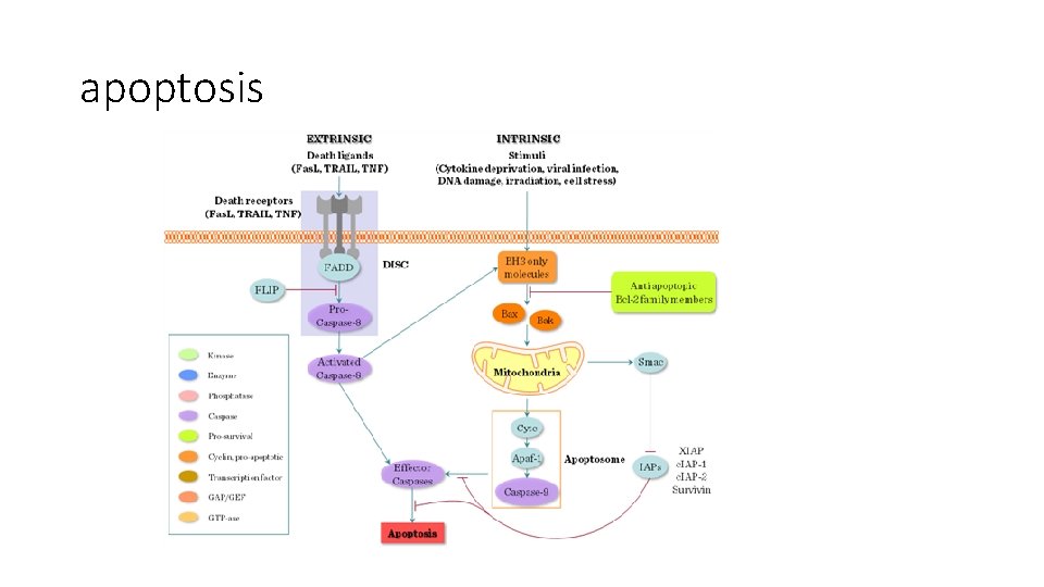 apoptosis 