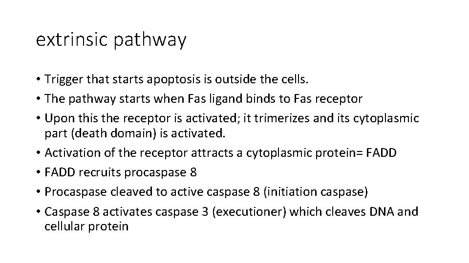 extrinsic pathway • Trigger that starts apoptosis is outside the cells. • The pathway