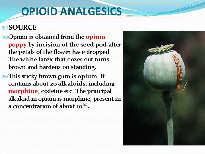 OPIOID ANALGESICS SOURCE Opium is obtained from the opium poppy by incision of the