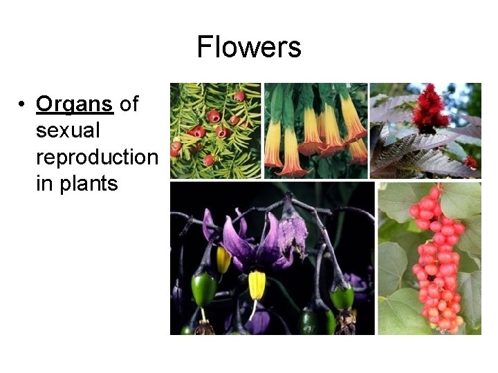 Flowers • Organs of sexual reproduction in plants 