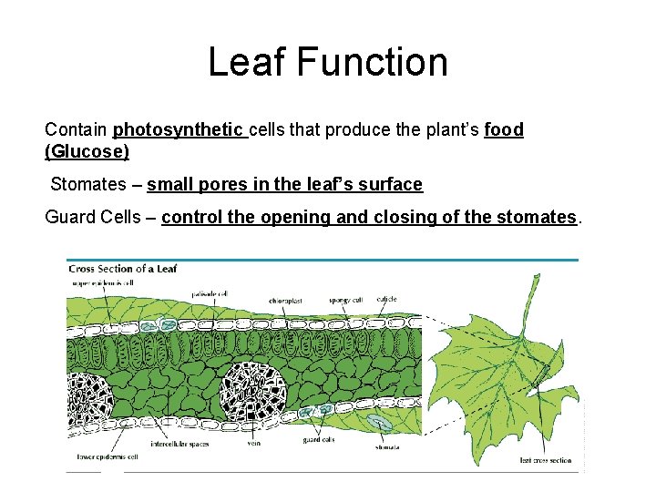 Leaf Function Contain photosynthetic cells that produce the plant’s food (Glucose) Stomates – small
