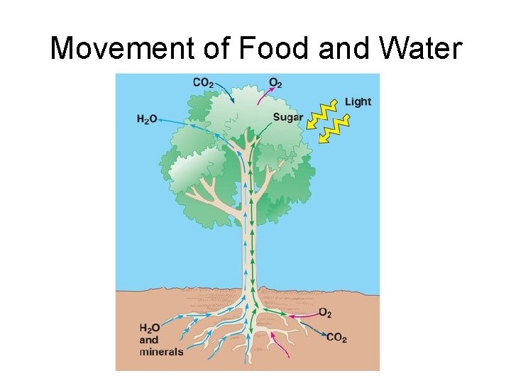 Movement of Food and Water 