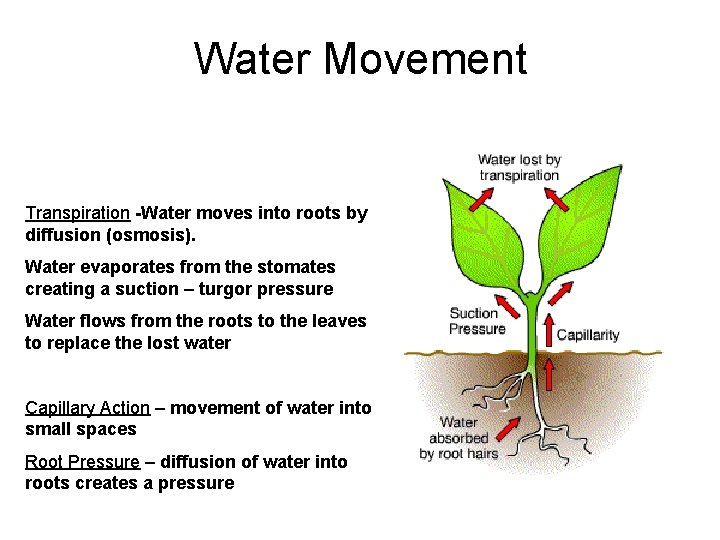Water Movement Transpiration -Water moves into roots by diffusion (osmosis). Water evaporates from the