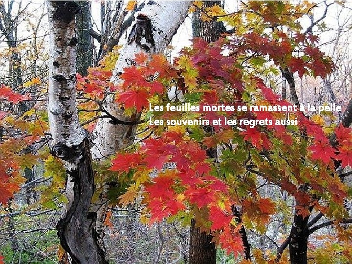 Les feuilles mortes se ramassent à la pelle Les souvenirs et les regrets aussi