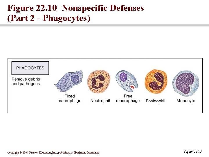 Figure 22. 10 Nonspecific Defenses (Part 2 - Phagocytes) Copyright © 2004 Pearson Education, Figure 22. 10 Nonspecific Defenses (Part 2 - Phagocytes) Copyright © 2004 Pearson Education,