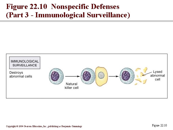 Figure 22. 10 Nonspecific Defenses (Part 3 - Immunological Surveillance) Copyright © 2004 Pearson Figure 22. 10 Nonspecific Defenses (Part 3 - Immunological Surveillance) Copyright © 2004 Pearson