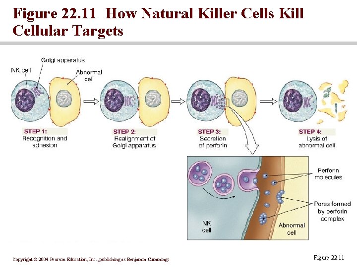 Figure 22. 11 How Natural Killer Cells Kill Cellular Targets Copyright © 2004 Pearson Figure 22. 11 How Natural Killer Cells Kill Cellular Targets Copyright © 2004 Pearson