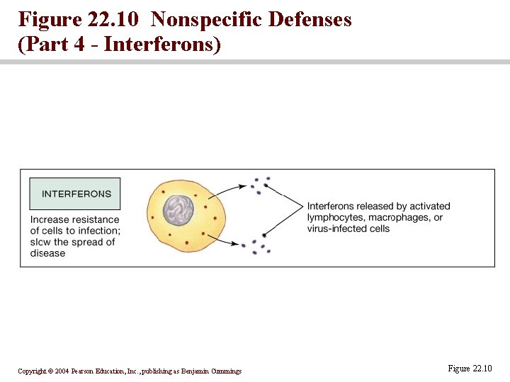 Figure 22. 10 Nonspecific Defenses (Part 4 - Interferons) Copyright © 2004 Pearson Education, Figure 22. 10 Nonspecific Defenses (Part 4 - Interferons) Copyright © 2004 Pearson Education,
