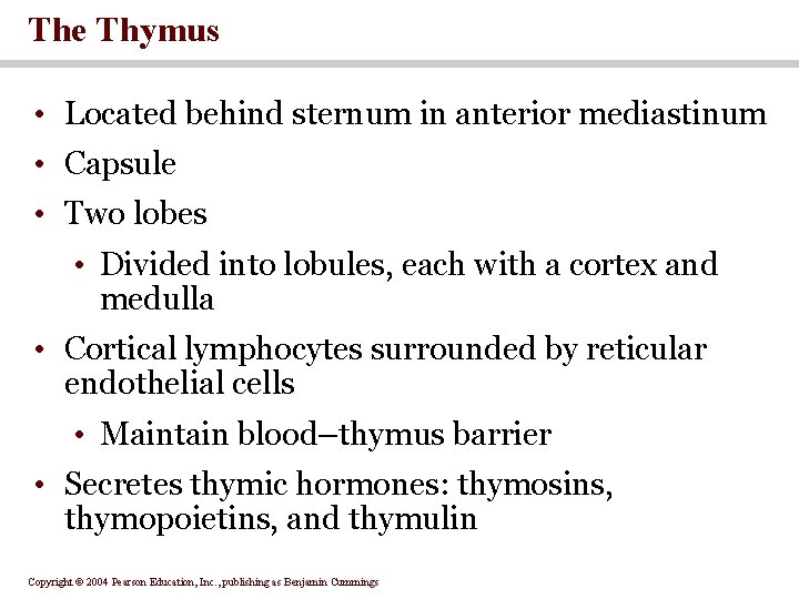 The Thymus • Located behind sternum in anterior mediastinum • Capsule • Two lobes The Thymus • Located behind sternum in anterior mediastinum • Capsule • Two lobes