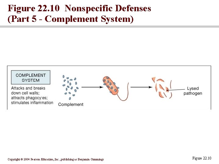 Figure 22. 10 Nonspecific Defenses (Part 5 - Complement System) Copyright © 2004 Pearson Figure 22. 10 Nonspecific Defenses (Part 5 - Complement System) Copyright © 2004 Pearson