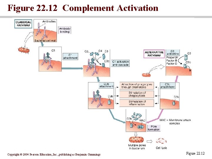 Figure 22. 12 Complement Activation Copyright © 2004 Pearson Education, Inc. , publishing as Figure 22. 12 Complement Activation Copyright © 2004 Pearson Education, Inc. , publishing as