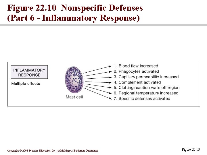 Figure 22. 10 Nonspecific Defenses (Part 6 - Inflammatory Response) Copyright © 2004 Pearson Figure 22. 10 Nonspecific Defenses (Part 6 - Inflammatory Response) Copyright © 2004 Pearson