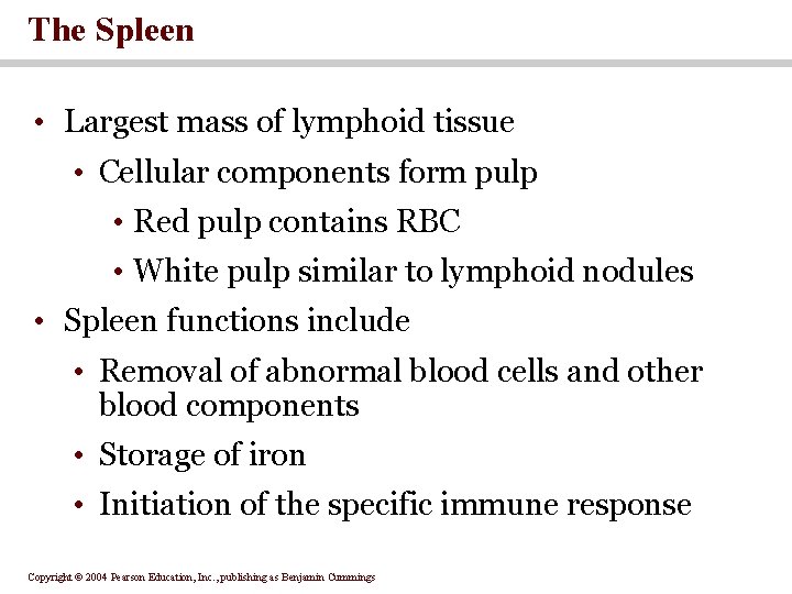 The Spleen • Largest mass of lymphoid tissue • Cellular components form pulp • The Spleen • Largest mass of lymphoid tissue • Cellular components form pulp •