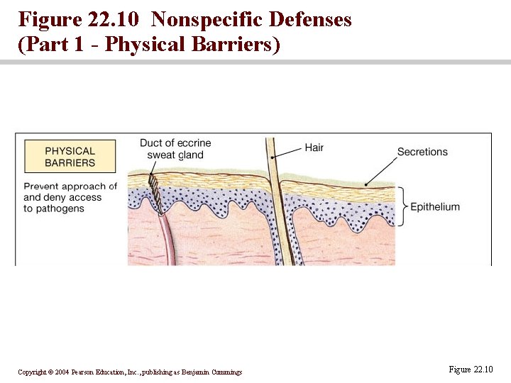Figure 22. 10 Nonspecific Defenses (Part 1 - Physical Barriers) Copyright © 2004 Pearson Figure 22. 10 Nonspecific Defenses (Part 1 - Physical Barriers) Copyright © 2004 Pearson