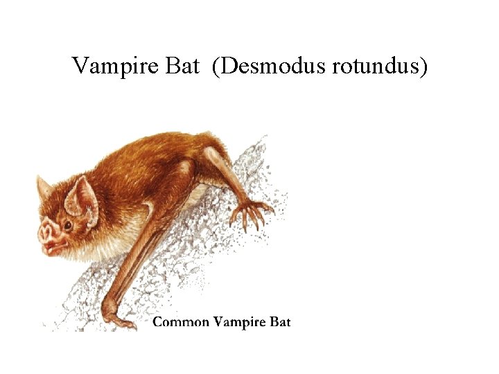 Vampire Bat (Desmodus rotundus) 