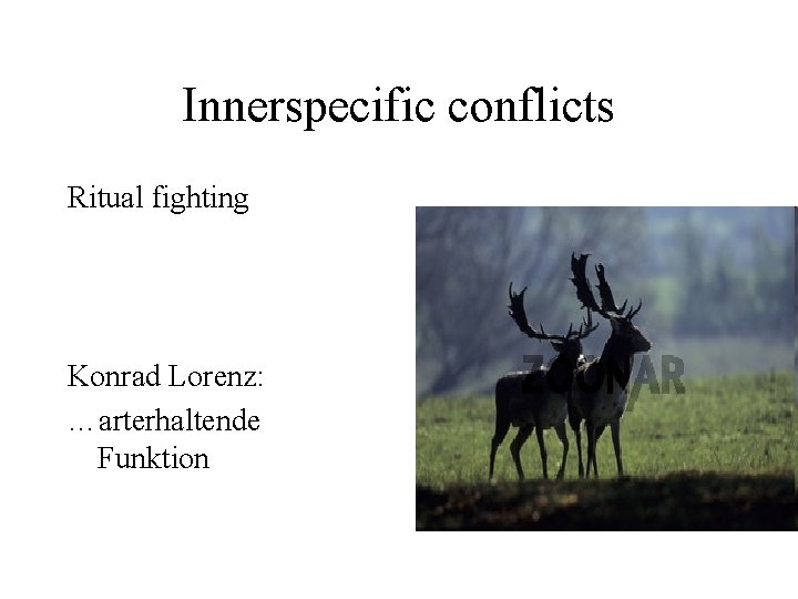 Innerspecific conflicts Ritual fighting Konrad Lorenz: …arterhaltende Funktion 