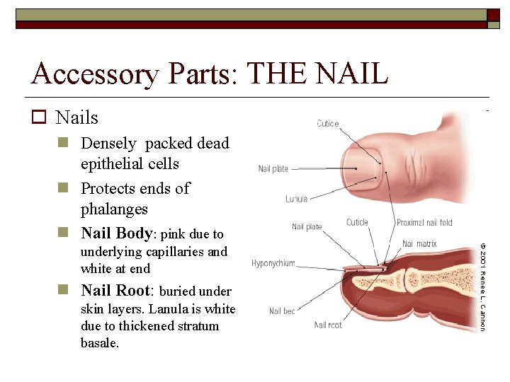 Accessory Parts: THE NAIL Nails Densely packed dead epithelial cells Protects ends of phalanges