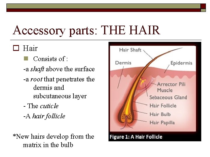 Accessory parts: THE HAIR Hair Consists of : -a shaft above the surface -a