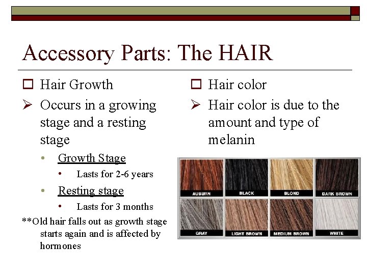 Accessory Parts: The HAIR Hair Growth Occurs in a growing stage and a resting