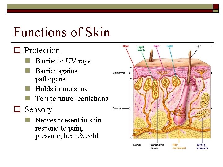 Functions of Skin Protection Barrier to UV rays Barrier against pathogens Holds in moisture