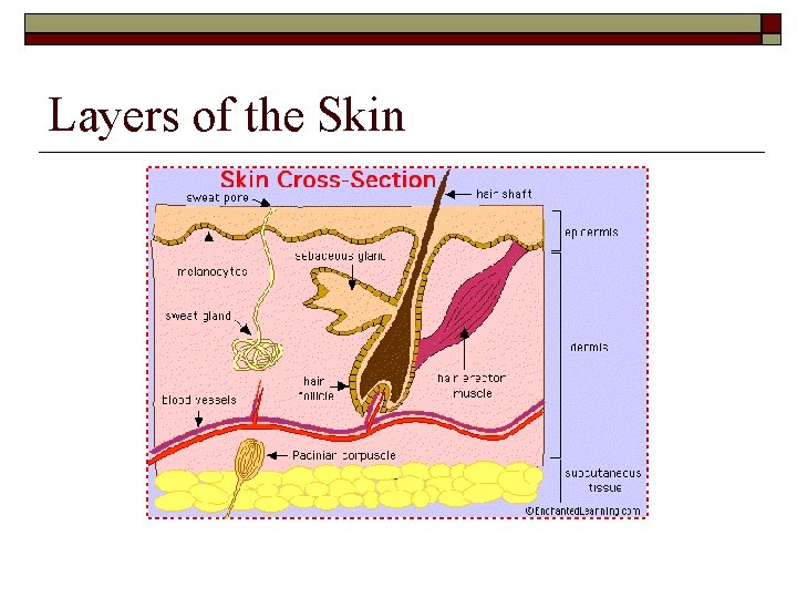 Layers of the Skin 