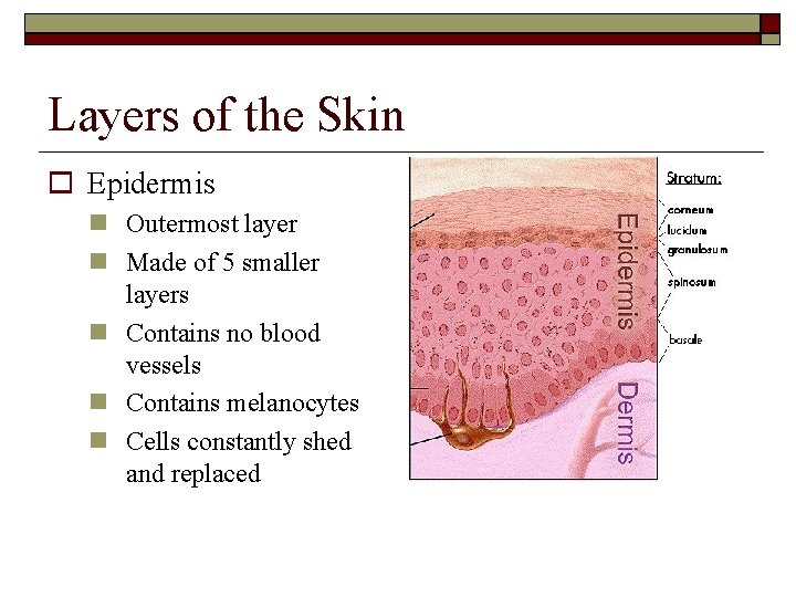 Layers of the Skin Epidermis Outermost layer Made of 5 smaller layers Contains no