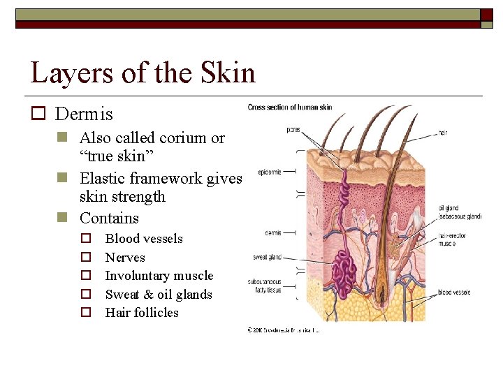 Layers of the Skin Dermis Also called corium or “true skin” Elastic framework gives