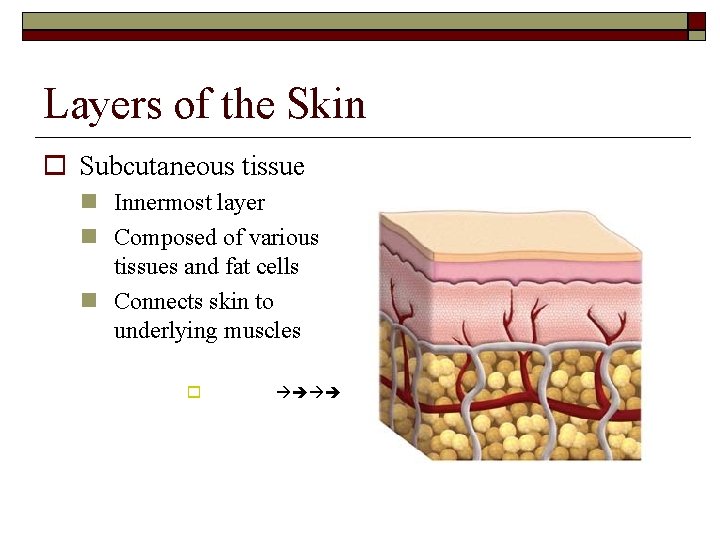 Layers of the Skin Subcutaneous tissue Innermost layer Composed of various tissues and fat