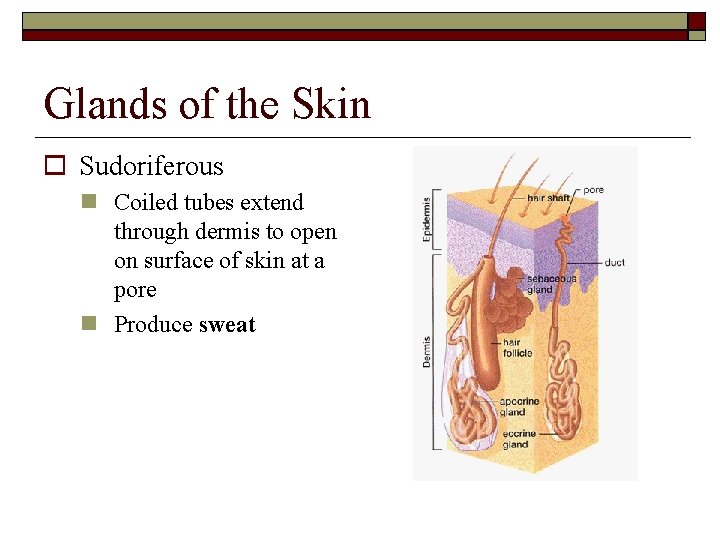 Glands of the Skin Sudoriferous Coiled tubes extend through dermis to open on surface