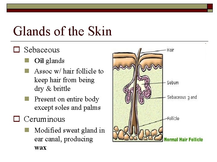 Glands of the Skin Sebaceous Oil glands Assoc w/ hair follicle to keep hair