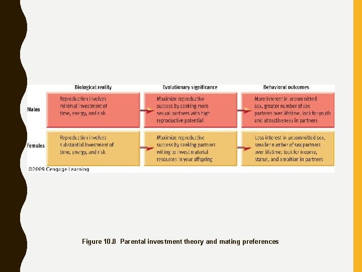 Figure 10. 8 Parental investment theory and mating preferences 