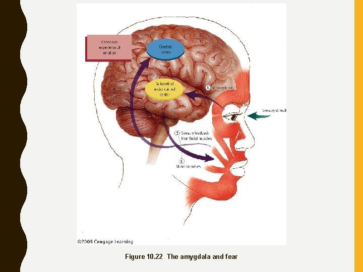 Figure 10. 22 The amygdala and fear 