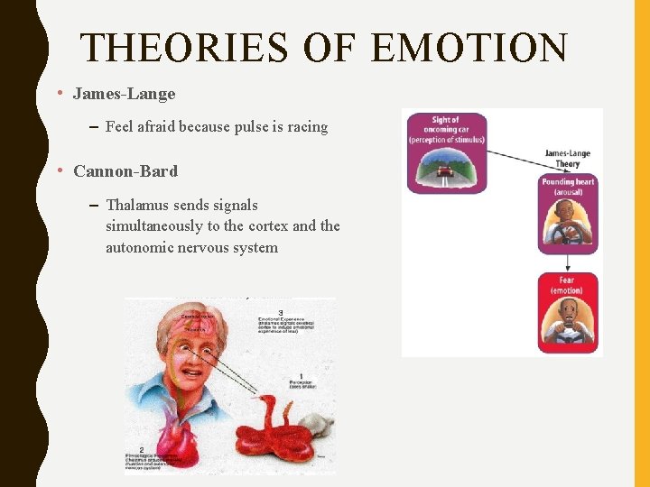 THEORIES OF EMOTION • James-Lange – Feel afraid because pulse is racing • Cannon-Bard