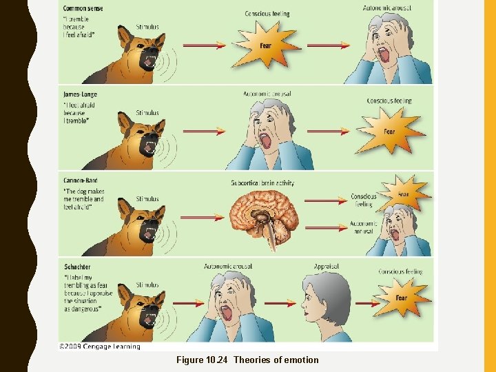 Figure 10. 24 Theories of emotion 