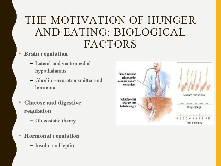 THE MOTIVATION OF HUNGER AND EATING: BIOLOGICAL FACTORS • Brain regulation – Lateral and