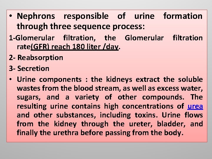  • Nephrons responsible of urine formation through three sequence process: 1 -Glomerular filtration,