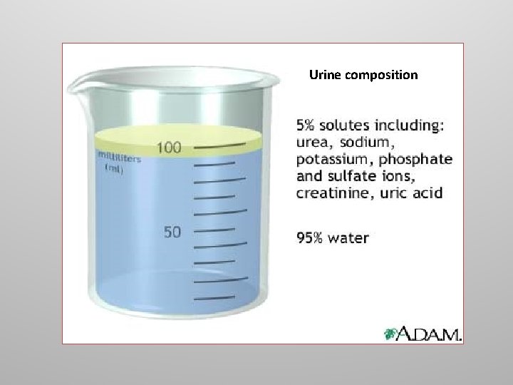 Urine composition 