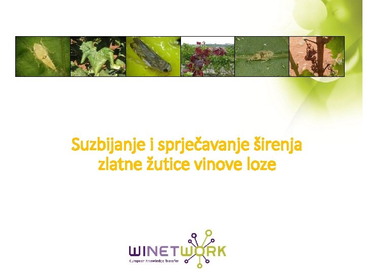 Suzbijanje i sprječavanje širenja zlatne žutice vinove loze 