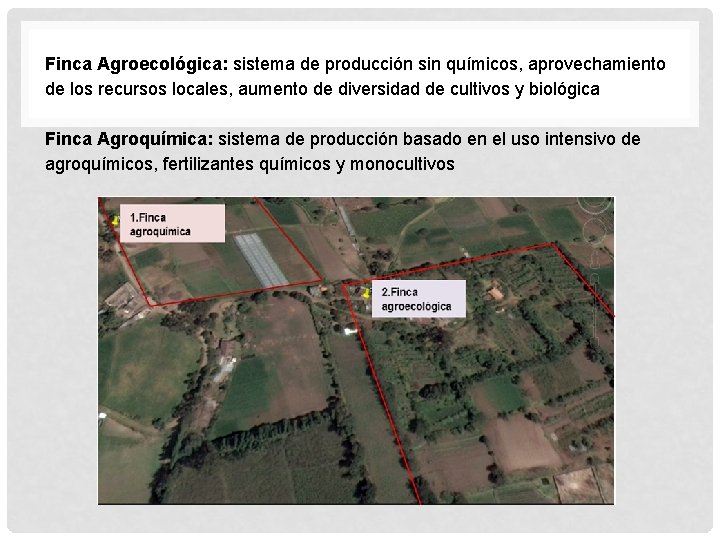 Finca Agroecológica: sistema de producción sin químicos, aprovechamiento de los recursos locales, aumento de