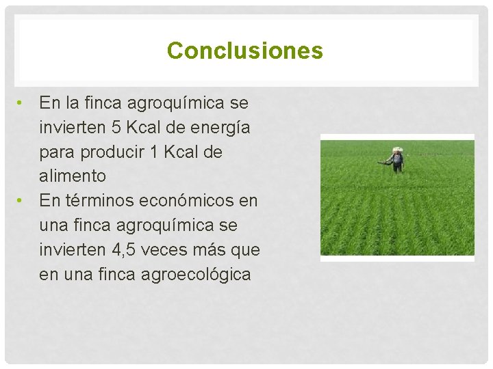 Conclusiones • En la finca agroquímica se invierten 5 Kcal de energía para producir