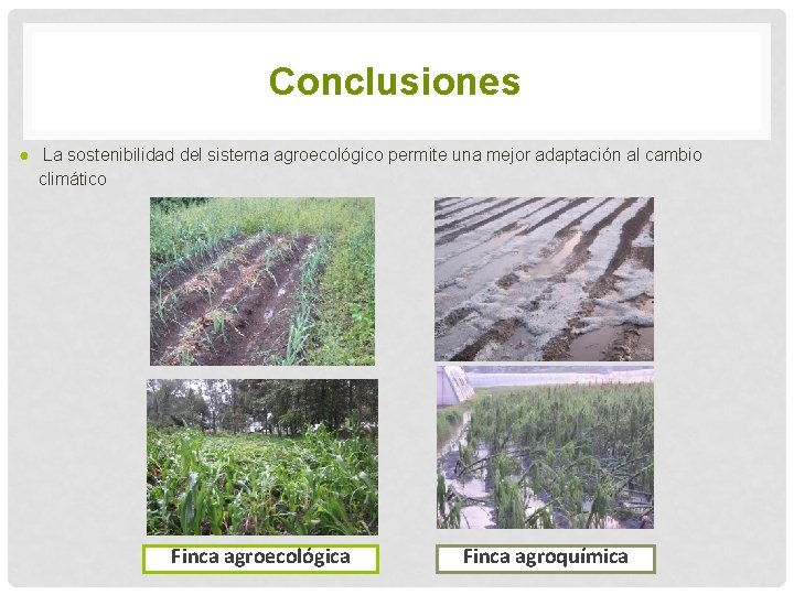 Conclusiones ● La sostenibilidad del sistema agroecológico permite una mejor adaptación al cambio climático