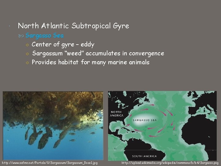  North Atlantic Subtropical Gyre Sargasso Sea ○ Center of gyre – eddy ○