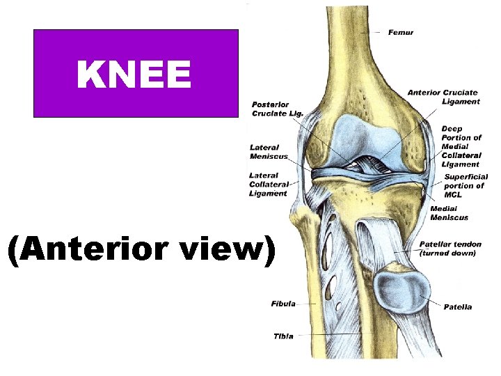 KNEE (Anterior view) 