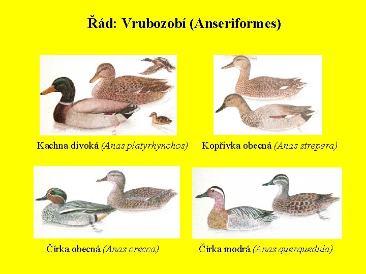 Řád: Vrubozobí (Anseriformes) Kachna divoká (Anas platyrhynchos) Čírka obecná (Anas crecca) Kopřivka obecná (Anas