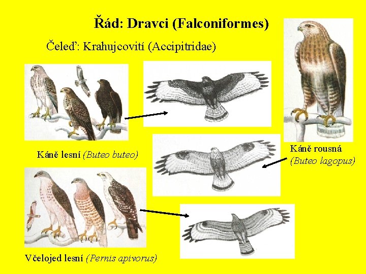 Řád: Dravci (Falconiformes) Čeleď: Krahujcovití (Accipitridae) Káně lesní (Buteo buteo) Včelojed lesní (Pernis apivorus)