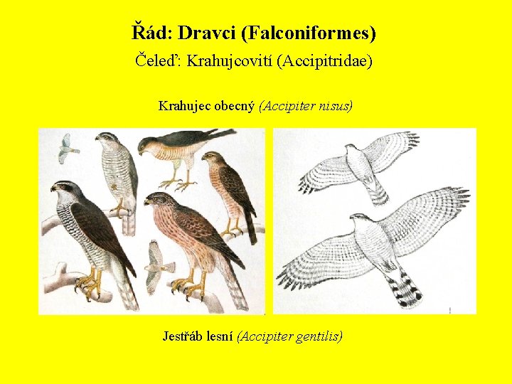 Řád: Dravci (Falconiformes) Čeleď: Krahujcovití (Accipitridae) Krahujec obecný (Accipiter nisus) Jestřáb lesní (Accipiter gentilis)